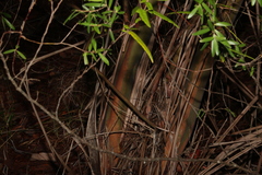 Leptospermum luehmannii