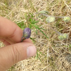 Aconitum delphiniifolium