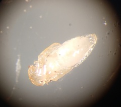 Pseudopachychaeta ruficeps