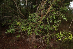 Leptospermum luehmannii