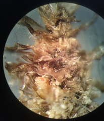 Pseudopachychaeta ruficeps