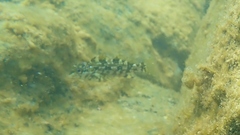 Chironemus marmoratus