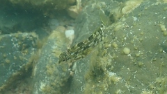 Chironemus marmoratus