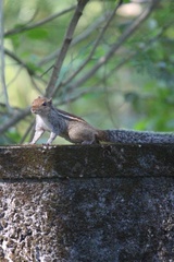Funambulus tristriatus