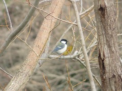 Parus minor