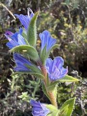Lobostemon argenteus