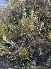 Lobostemon argenteus