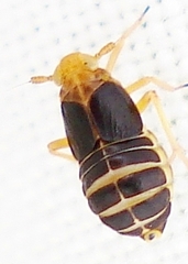 Ditropis pteridis