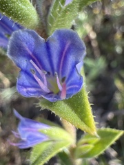Lobostemon argenteus