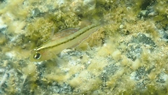 Forsterygion lapillum