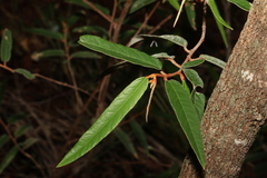 Lasiopetalum