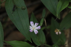 Tripladenia cunninghamii