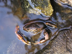 Pseudothelphusa dugesi