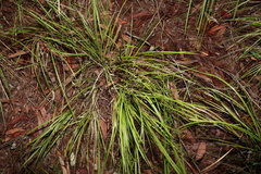 Lomandra laxa