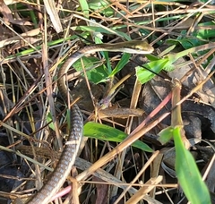 Dendrelaphis girii