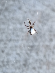Argyrodes antipodianus