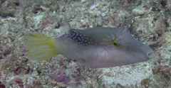 Canthigaster epilampra