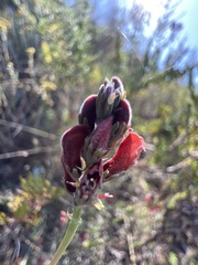 Indigofera complanata