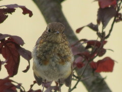 Erithacus rubecula