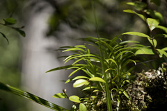 Dendrobium cunninghamii