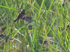 Passer montanus saturatus