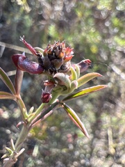 Indigofera complanata