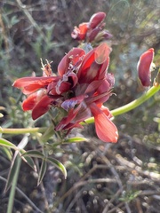 Indigofera complanata