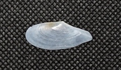 Pharaonella sieboldii