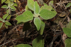 Coleus graveolens