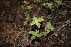 Coleus graveolens