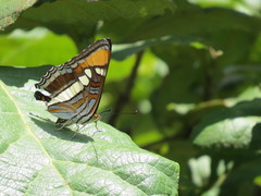 Adelpha bredowii
