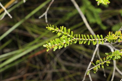 Triplarina volcanica