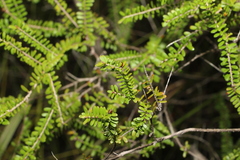 Triplarina volcanica