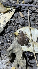 Microhyla mukhlesuri