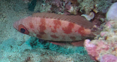 Heteropriacanthus