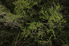 Triplarina volcanica