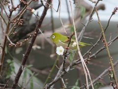 Zosterops japonicus
