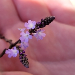Verbena officinalis