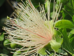 Capparis tomentosa