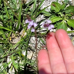 Verbena officinalis