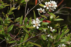 Leptospermum luehmannii