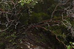 Leptospermum luehmannii