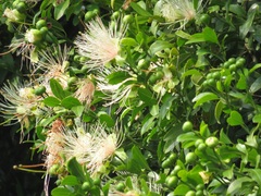Capparis tomentosa