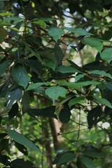 Neolitsea dealbata