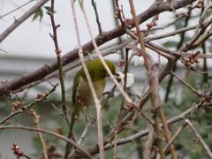 Zosterops japonicus