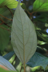 Neolitsea dealbata
