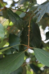 Neolitsea dealbata