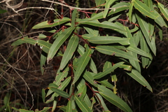 Eucalyptus curtisii