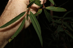 Eucalyptus curtisii