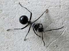 Polyrhachis medusa